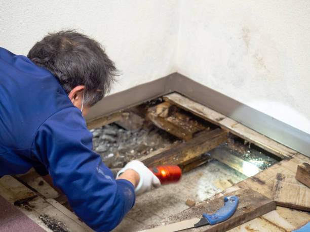 Best Office Mold Removal Services  in Sitka, AK