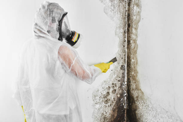 Attic Mold Removal in Sitka, AK