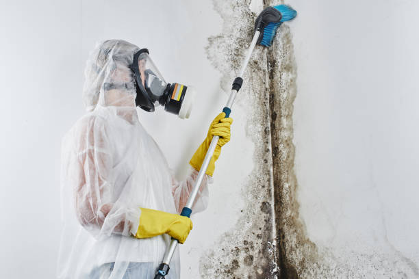 Best Same-Day Mold Removal  in Sitka, AK