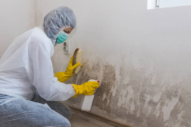 Best Emergency Mold Removal  in Sitka, AK