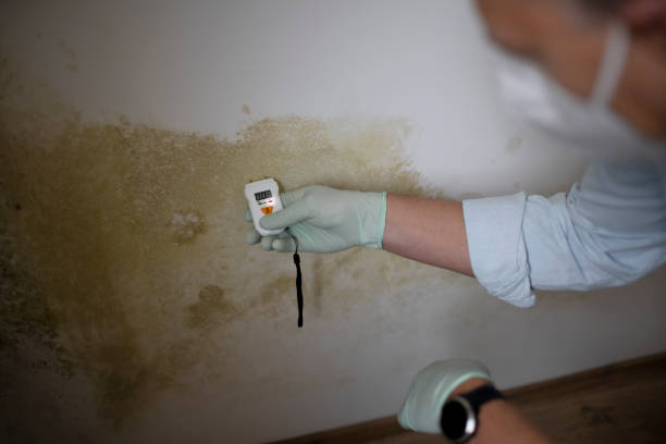 Best Professional Mold Removal  in Sitka, AK