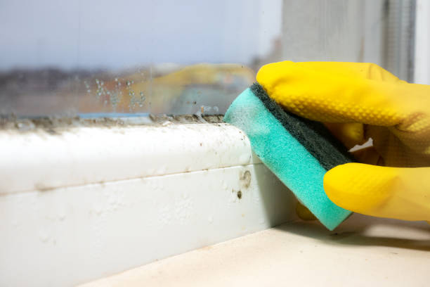 Trusted Sitka, AK Mold Removal Experts