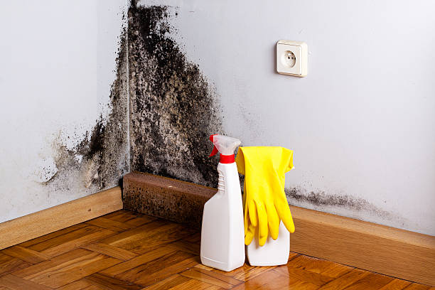 Best Commercial Mold Removal  in Sitka, AK