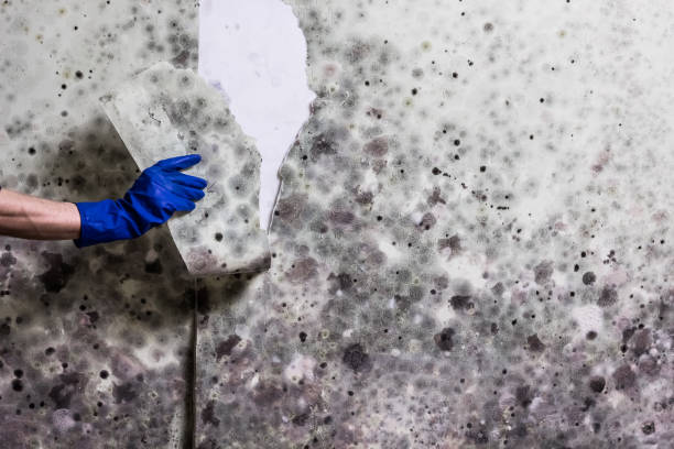 Mold Testing and Removal in Sitka, AK